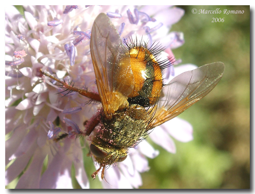 Tachina fera, il bel Dittero parassita di farfalle notturne